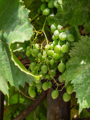 Ripening bunch of grapes
