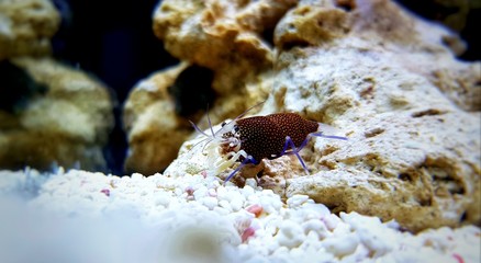 Spotted Bumblebee Shrimp - Gnathophyllum elegans