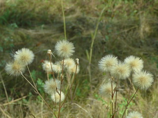 White dandelions grew on the forest edge.