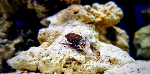 Spotted Bumblebee Shrimp - Gnathophyllum elegans