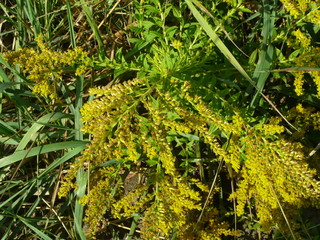 Yellow flowers with green grass, no background.