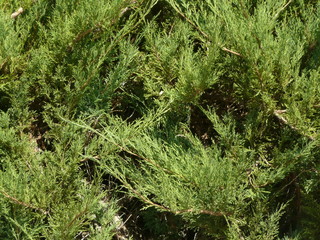 Bushes of green color, similar to branches of a Christmas tree.