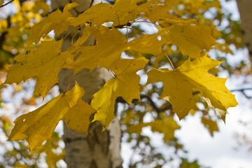 Fototapeta na wymiar Golden autumn in deciduous forest
