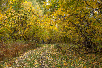 Golden autumn in deciduous forest