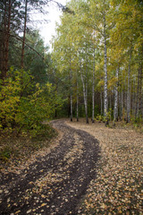 Golden autumn in deciduous forest