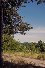 Pine by the road