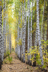 Golden autumn in deciduous forest