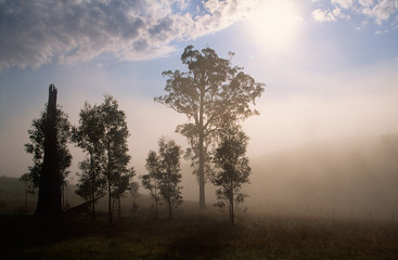 Fototapeta na wymiar An early morning fog in a field in Vacy. Australia.