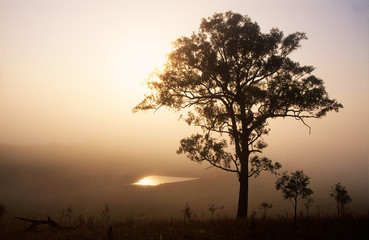 Obraz premium A tree, and a dam in a field and in a fog. Vacy. Australia.