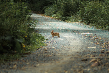bunny on a mountain road