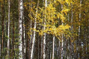 Golden autumn in deciduous forest