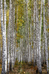 Golden autumn in deciduous forest