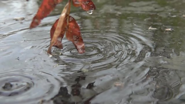 North Autumn yellow faded leaves. Drops fall into the water after a cold rain. Super slow motion 1000 fps
