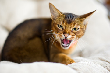 Fototapeta na wymiar restless animal. An Abyssinian cat hisses at the camera, exposing and showing fangs. The animal is embittered
