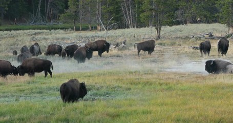 Yellowstone National Park wildlife and animal refuge for great herds of American Bison Buffalo and Rocky Mountain Elk. Geothermal ecosystem. Biology, geography and ecology.