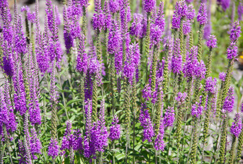 Close-up sectional view of a field of Mexican sage on a sunny summer day