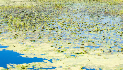 background wallpaper - small yellow flowers and green lily pads in Massachusetts marshland with copy space
