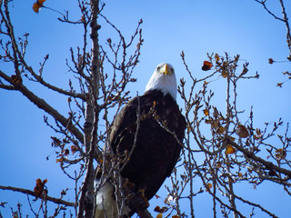 bald eagle in tree