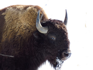 Buffalo 