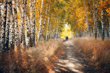 Motorcyclist rides on birch grove into distance. Dust from motorcycle. Scenic sunny golden autumn landscape. Beautiful fall scenery with people. Birches along road in sunset. Warm sunrise in forest.