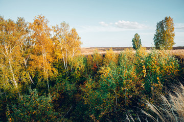 Fototapeta premium Autumn landscape of birch grove. Multicolor leaves on birches. Scenic fall foliage on trees. Yellow orange leafage. Beautiful golden autumn in Altai. Colorful fall forest. Picturesque scenery.