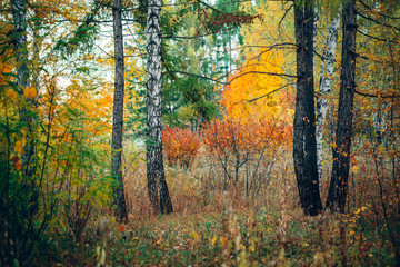 Wonderful autumn landscape with multicolor leaves. Scenic fall foliage on trees. Yellow orange leafage. Beautiful golden autumn in Altai. Colorful fall forest with fallen leafs. Picturesque scenery.