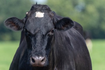 A close up photo photo of a black and white cow in a field 