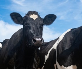 A close up photo photo of black and white cows in a field 
