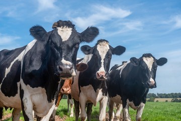A close up photo of a Herd of dairy Cows in a field 