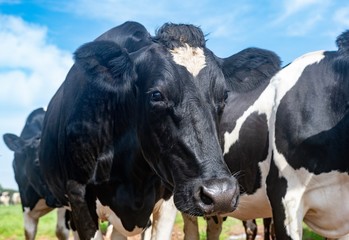 Obraz na płótnie Canvas A close up photo of a Herd of dairy Cows in a field 