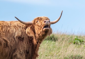 A close up photo of a Highland Cow mooing  in a field 