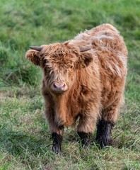 A close up photo of a Highland Cow in a field 