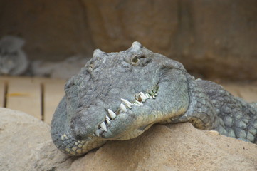 crocodile in the zoo