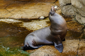 sea lion on a rock