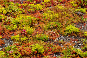 autumn plants in the park