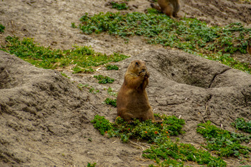 marmot in mountains