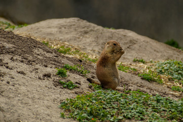 Naklejka na ściany i meble marmot in mountains