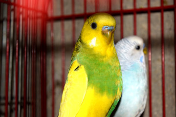 Fototapeta premium birds in cage , home birds 