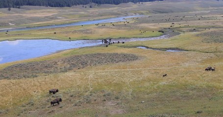 Yellowstone National Park wildlife and animal refuge for great herds of American Bison Buffalo and Rocky Mountain Elk. Geothermal ecosystem. Biology, geography and ecology.