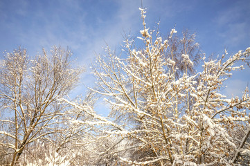 Winter day, snowy trees