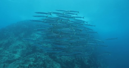 School of Mexican Barracuda, Coral reefs of the Sea of Cortez, Mexico.