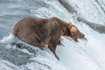 Female Brown Bear catches Sockeye Salmon at Brooks Falls, Alaska