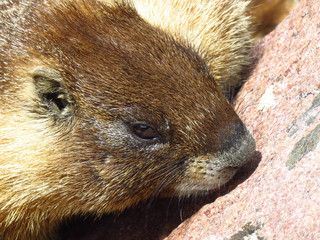 Marmot