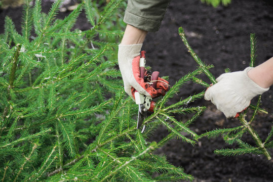woman hand in gloves with scissors cutting old fir tree branch, landscape designer autumn preparing for winter on garden plot, horizontal stock photo image