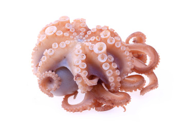 Octopus on a white background