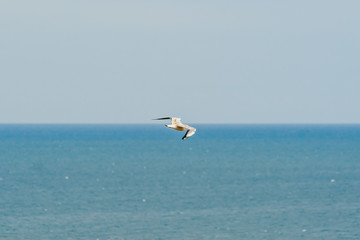 Fototapeta na wymiar flying stork on blue sky