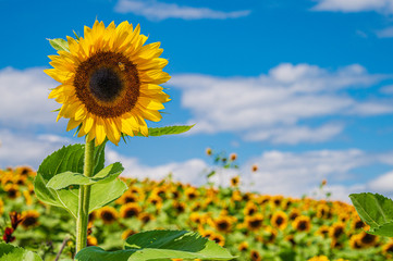 Sunflowers in the field 