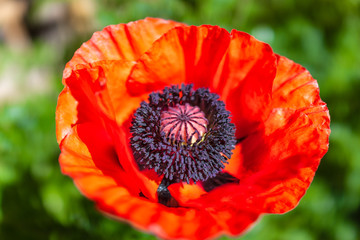Colorful macro of orange red poppy flower in potted plant in green grass plant garden in summer at New Mexico