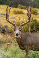 A male mule deer, close up, with a large rack of antlers covered in velvet. The stag is eating a flower, looking at the viewer. Concepts of wildlife, nature, hunting