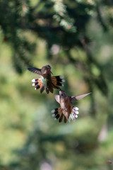 Two Rufous Hummingbirds, Selasphorus rufus, having an arial fight with a soft focus, leafy green background
